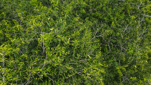Aerial top view of green trees  texture and background view from above.