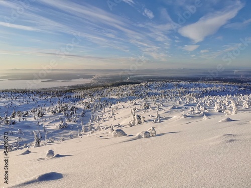 Beautiful winter view of snow-covered fir trees and White sea from top of Volosyanaya mountain. Kandalaksha city  Kola Peninsula  Murmansk region. 
