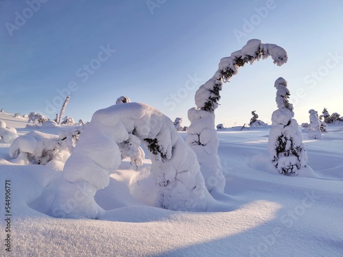 Snow covered fir trees on top of Volosyanaya mountain. Winter landscape in Kandalaksha, Kola Peninsula, Murmansk region.  photo