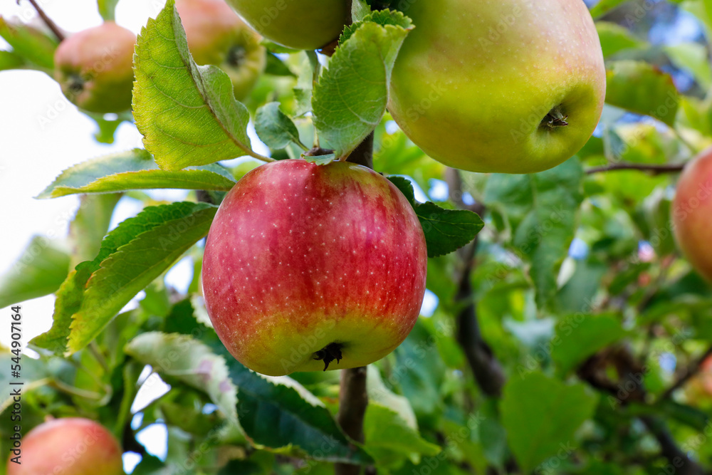 Äpfel an einem Bio Apfelbaum zur Ernte im Herbst Äpfel an einem Bio Apfelbaum zur Ernte im Herbst