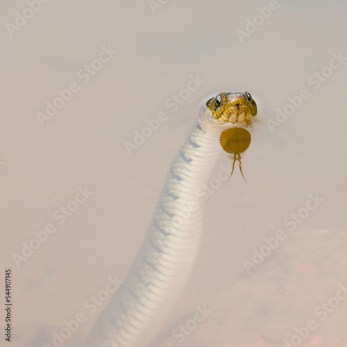 Serpent reptile dans l'eau avec langue fourchue en reflet tete hors de l'eau