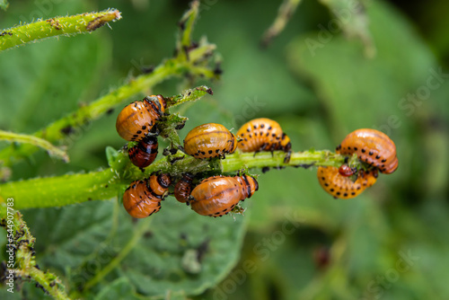Foto potato cultivation destroyed by larvae and beetles of Colorado potato beetle, Le