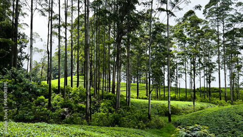 Champs de thé au Sri Lanka