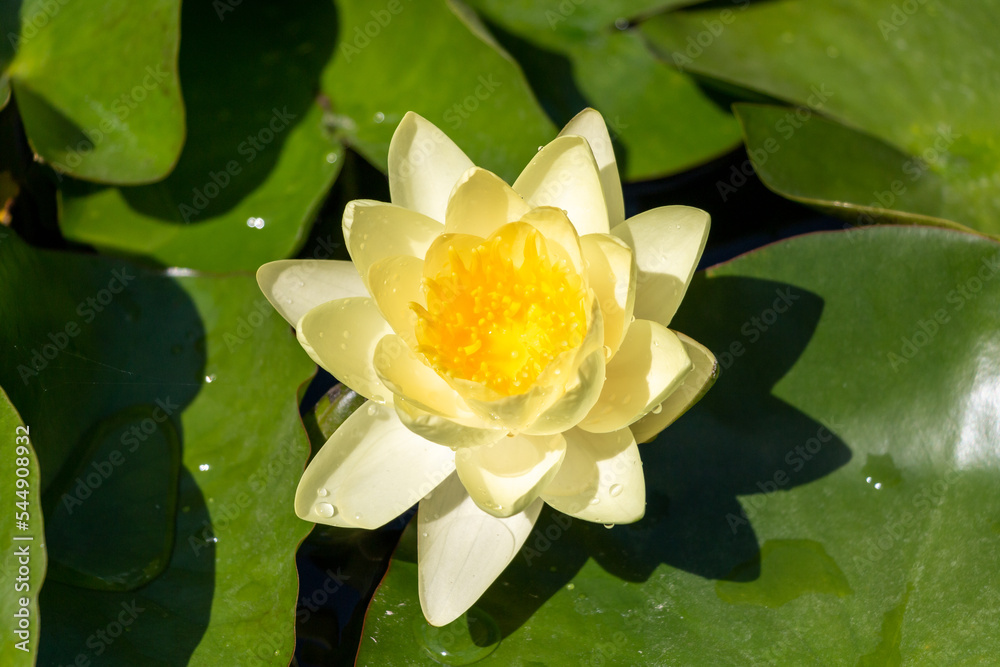 closeup of a yellow water lily