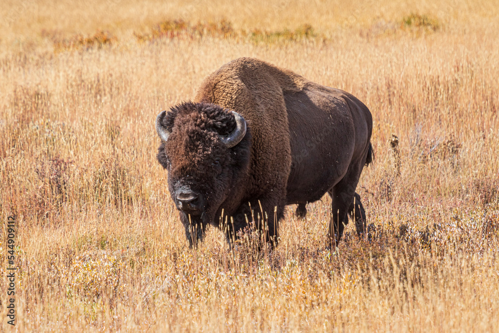 American bison in the grass at Yellowstone national park. USA. American bison in the grass at Yellowstone national park. USA.