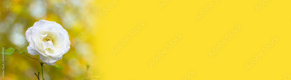 banner with a single white rose in the garden and copy space on a yellow background banner with a single white rose in the garden and copy space on a yellow background