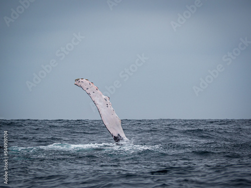 ecuador whale