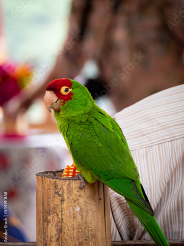 parrot