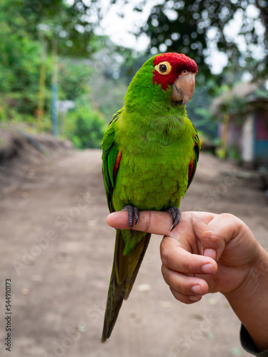 parrot