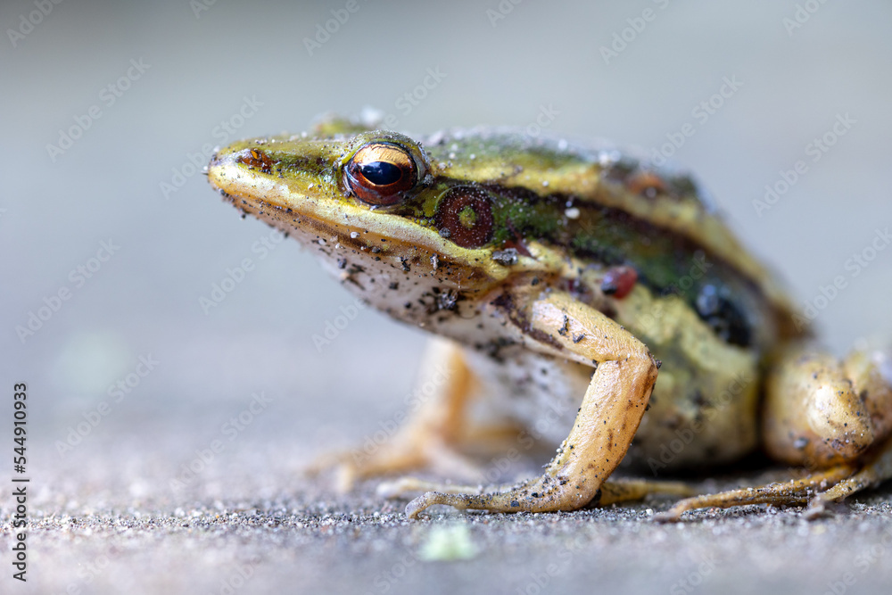Obraz premium Common Green Frog (Hylarana erythraea)