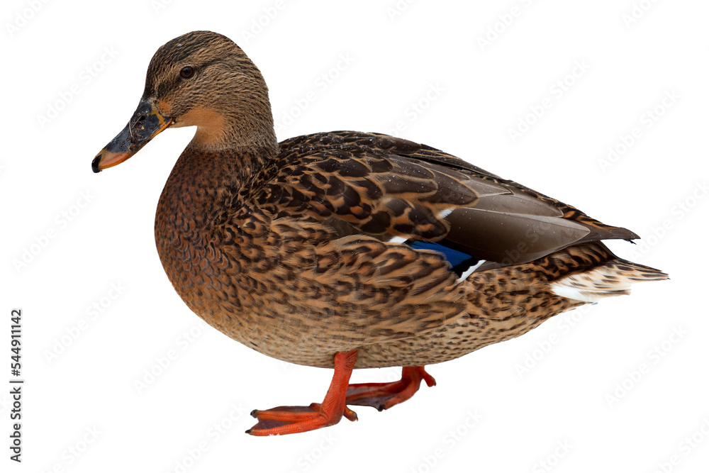 Female duck isolated on a white background Female duck isolated on a white background