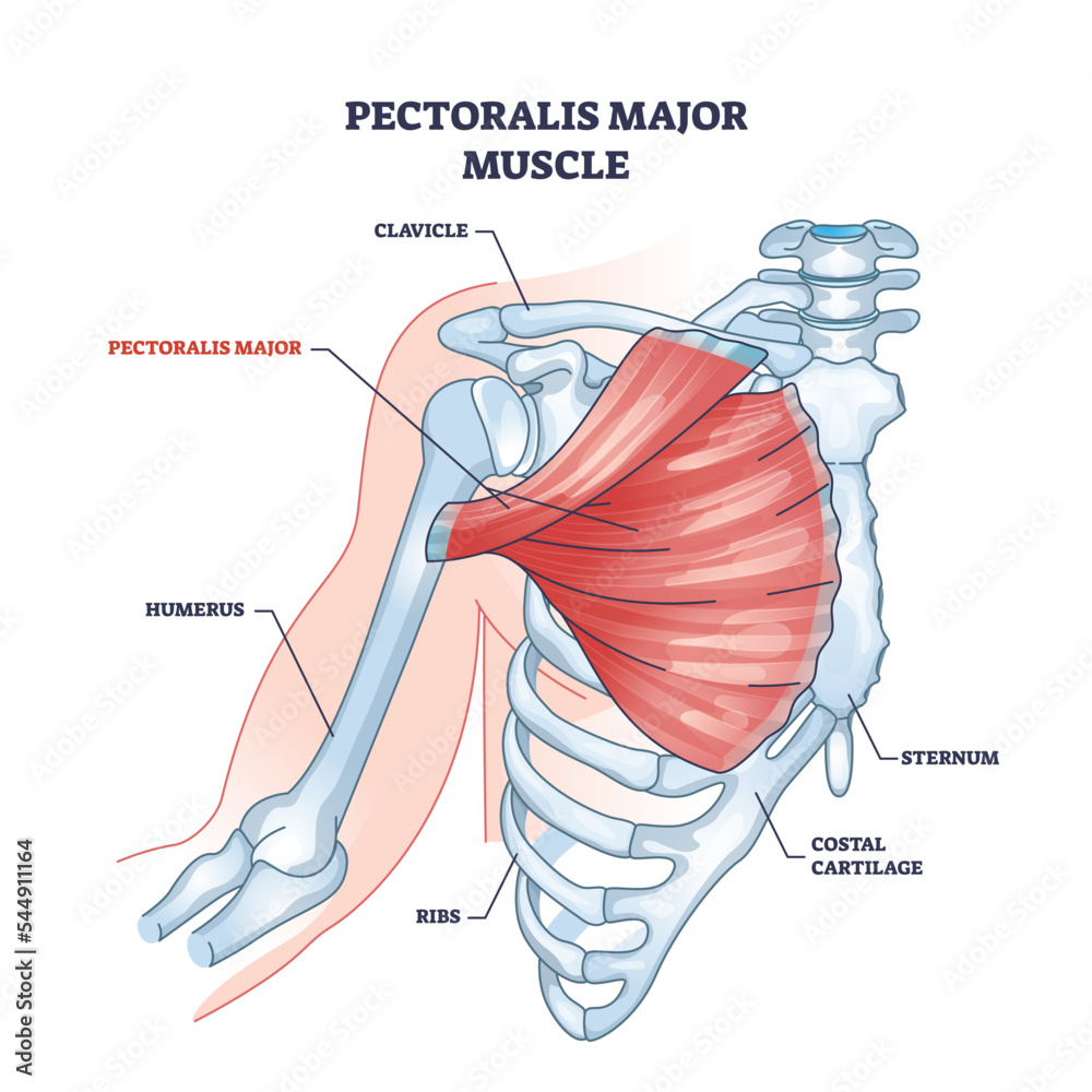 Pectoralis major muscle as human chest muscular anatomy outline