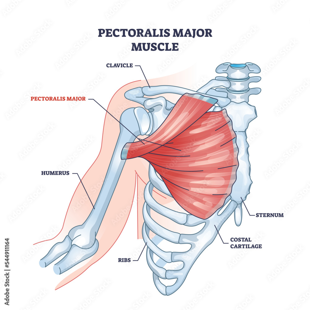 Pectoralis major muscle as human chest muscular anatomy outline diagram