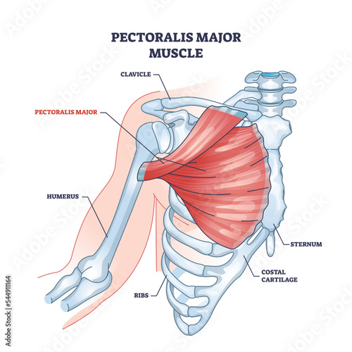 Fototapeta Pectoralis major muscle as human chest muscular anatomy outline diagram