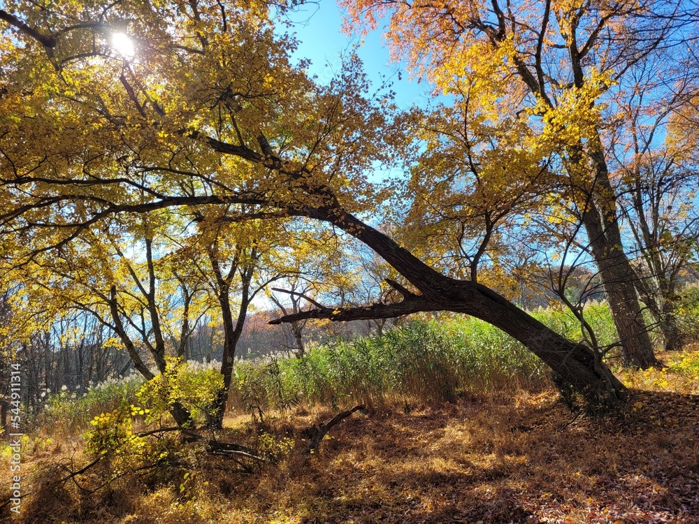 Beautiful Autumn Trees with brilliant colors Beautiful Autumn Trees with brilliant colors