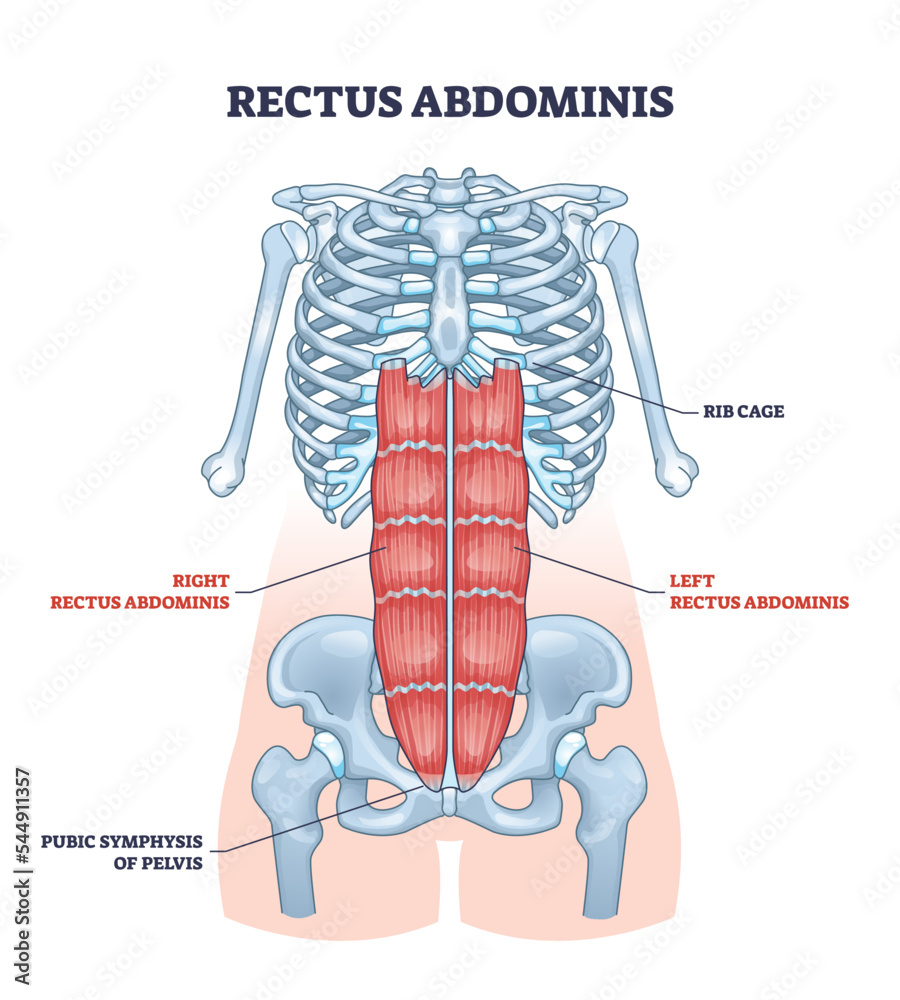 Rectus abdominis or abdominal abs muscular system anatomy outline