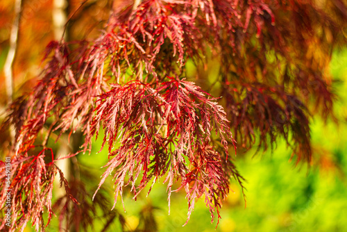 red leaves of decorative Japanese maple in the park
