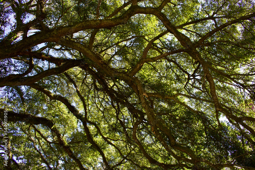 tree canopy In the forest