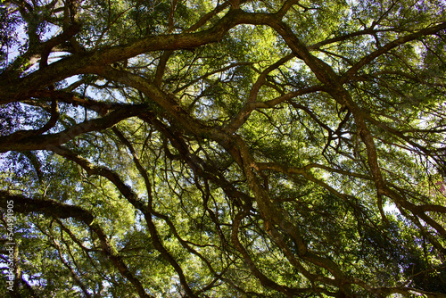 tree canopy In the forest