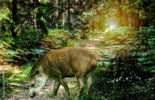 Tapir close up on a narrow path in a fern forest, composite