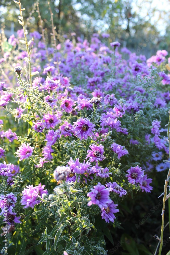 Obraz premium flowers in the garden