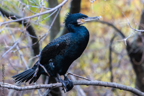 A cormorant sits on a tree branch