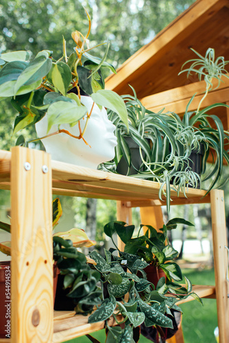 closeup wooden rack with green houseplants in pot. designer flower pot in the shape of a woman's head. home plant festival in summer park, selling flowers on the street in garden, selective focus