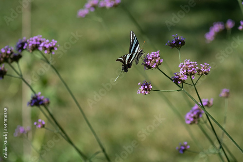 Springtime Butterfly