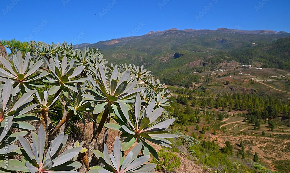 Beautiful view of Ifonche natural park in the southwest of Tenerife,Canary Islands,Spain.Selective focus. Beautiful view of Ifonche natural park in the southwest of Tenerife,Canary Islands,Spain.Selective focus.
