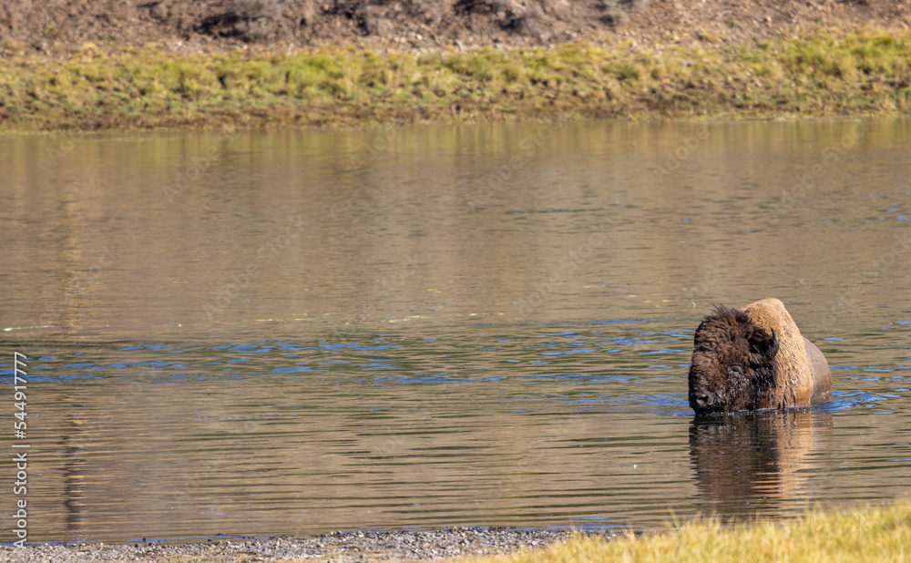Bison Crossing the Yellowstone River in Autumn Bison Crossing the Yellowstone River in Autumn