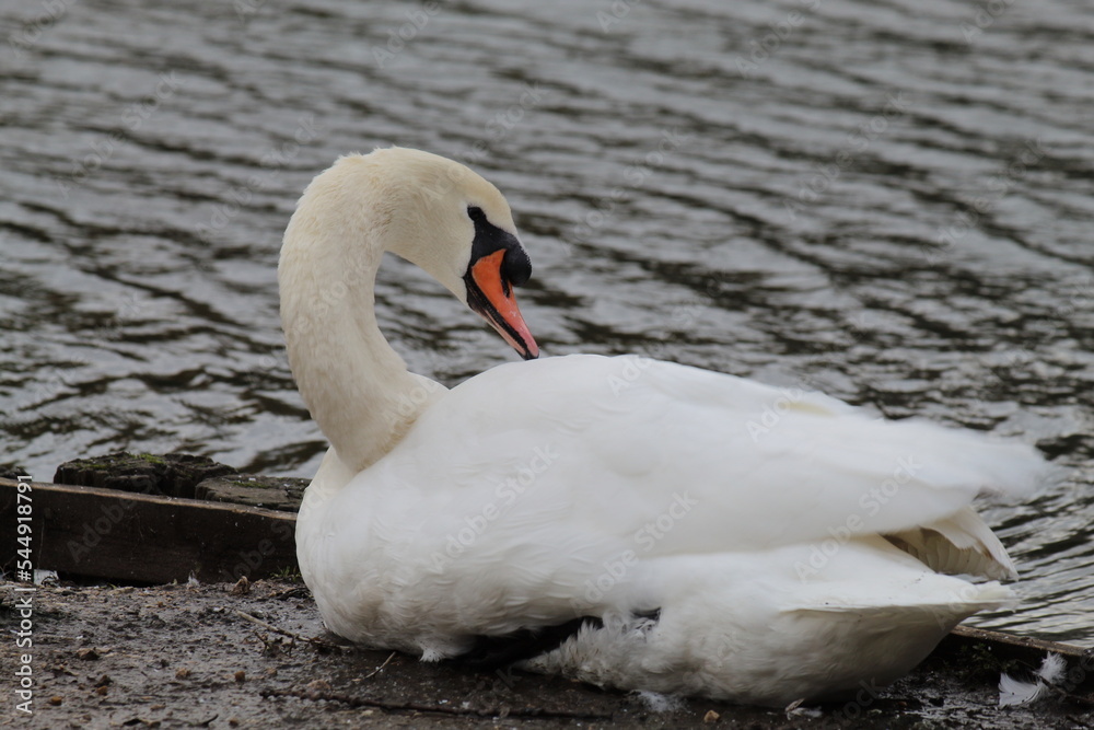 Fototapeta premium A beautiful portrait shot of a white swan sleeping at the edge of a lake. This elegant animal has tucked their neck into their body for protection from the harsh autumn wind.