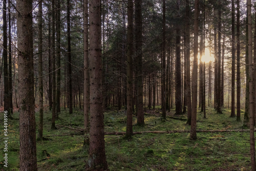 Fototapeta premium The morning sun shines into a forest with moss on the ground between the trunks of spruce trees