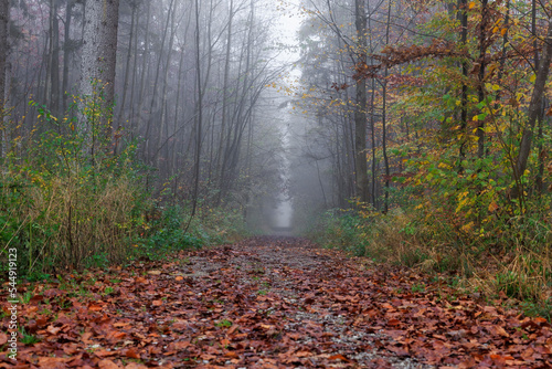 Fog over forest path with leaf covered ground near stream