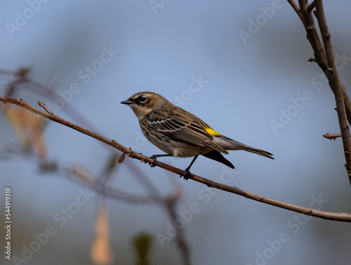Yellow-rumped Warbler sitting on a branch © Amy
