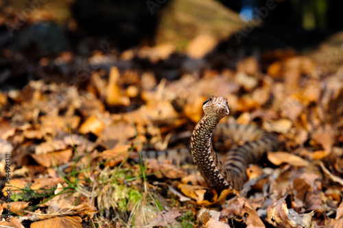 Foto Asp Viper // Aspisviper (Vipera aspis) - Jura Mountains, Switzerland