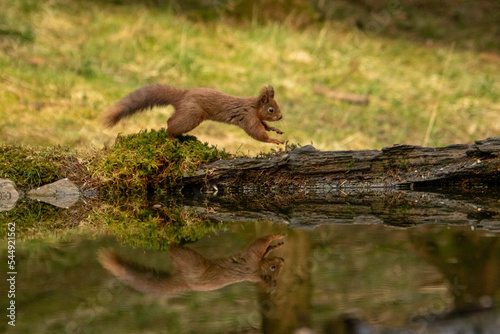 Red squirrel running © Malinda