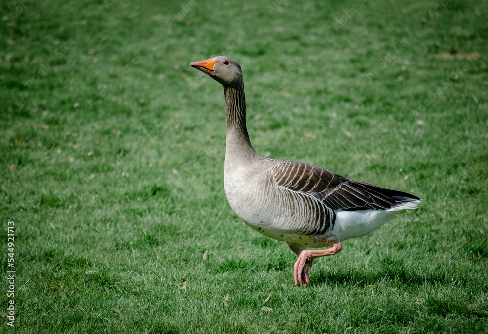 Greylag goose Greylag goose