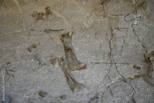 Dinosaur bones and fossils, Dinosaur National Monument Quarry Visitor Center, Jensen, Utah photo