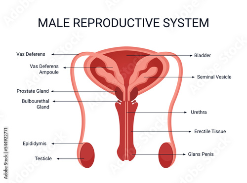 Male reproductive system, human organ, illustration organ details concept