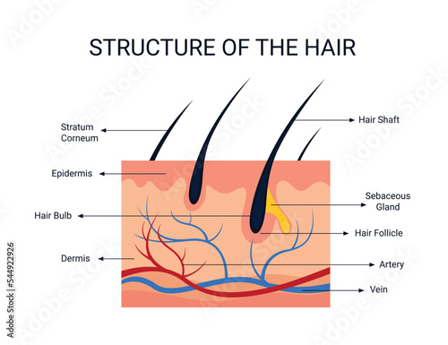 Structure of the hair, human organ, illustration organ details concept