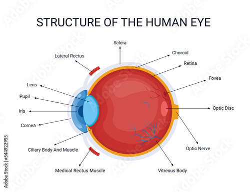 Structure of the human eye, human organ, illustration organ details concept