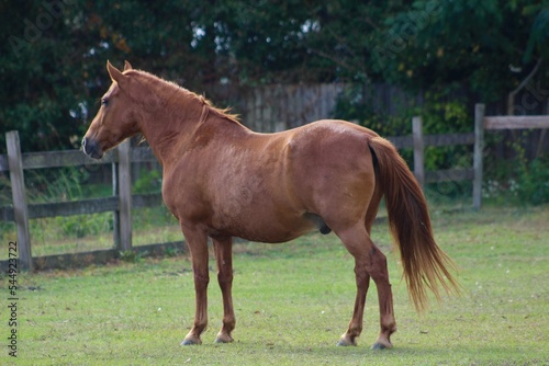 Schilderij op canvas Pretty paso fino horse
