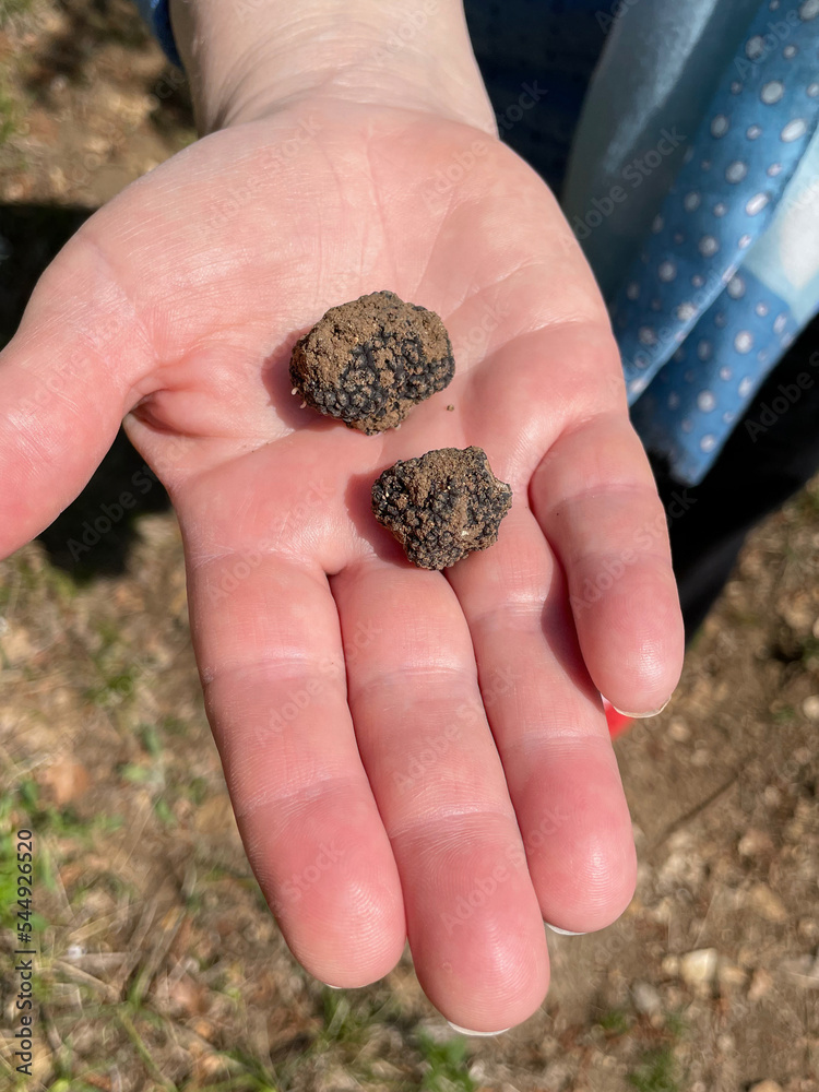 black truffles in the hand black truffles in the hand