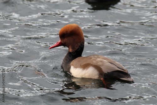 A beautiful, rare and unique Red Crested Pochard Duck on a lake in Preston, England. These ducks have a red beak and different colour feathers to most other species and breeds.  photo