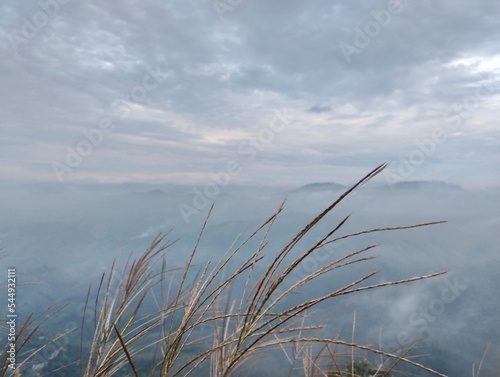 reeds on the beach