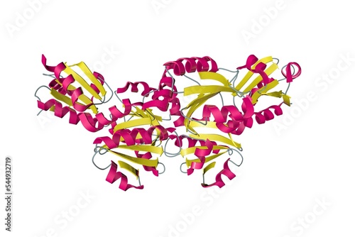 Crystal structure of human thioredoxin 2. Ribbons diagram in secondary structure coloring based on protein data bank entry 1uvz. Scientific background. 3d illustration