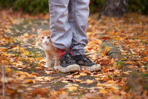 Sticker Portrait of a cute ginger tabby kitten in the Sunny garden in cold autumn day on walking outside