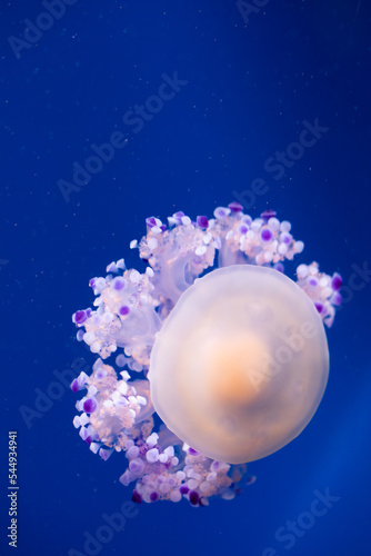 Close-up of fried egg (Cotylorhiza tuberculata) jellyfish, also known as the Mediterranean jellyfish in blue water