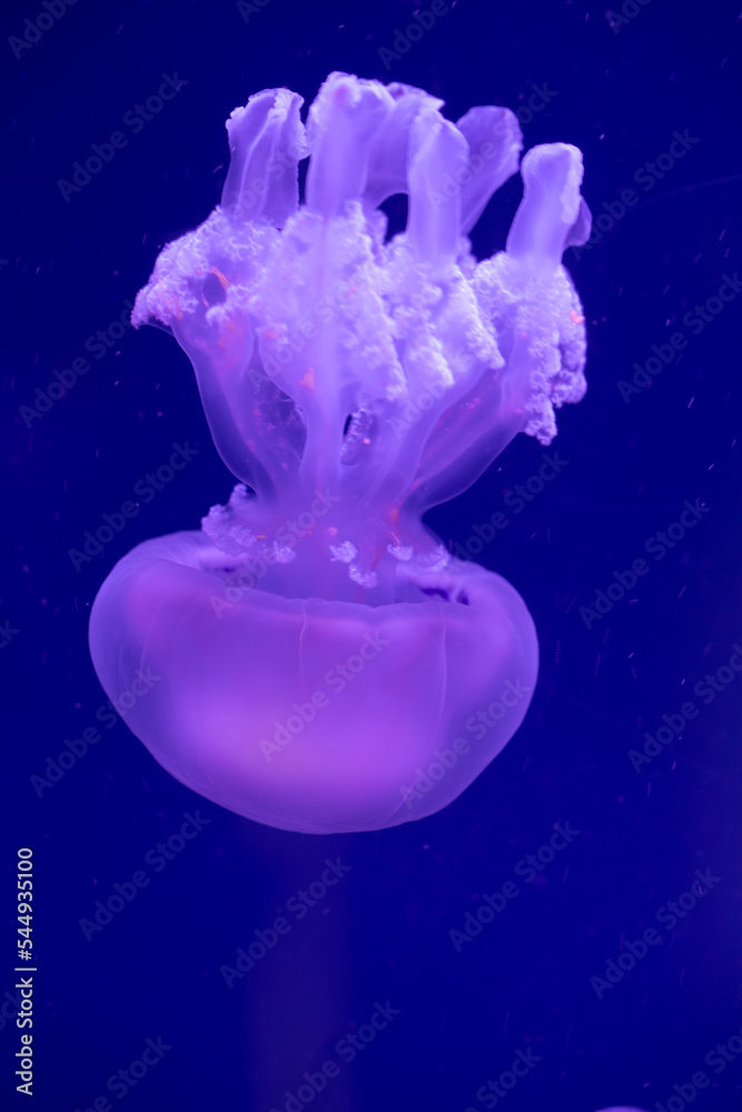 The barrel jellyfish (Rhizostoma pulmo), one of the largest jellyfish