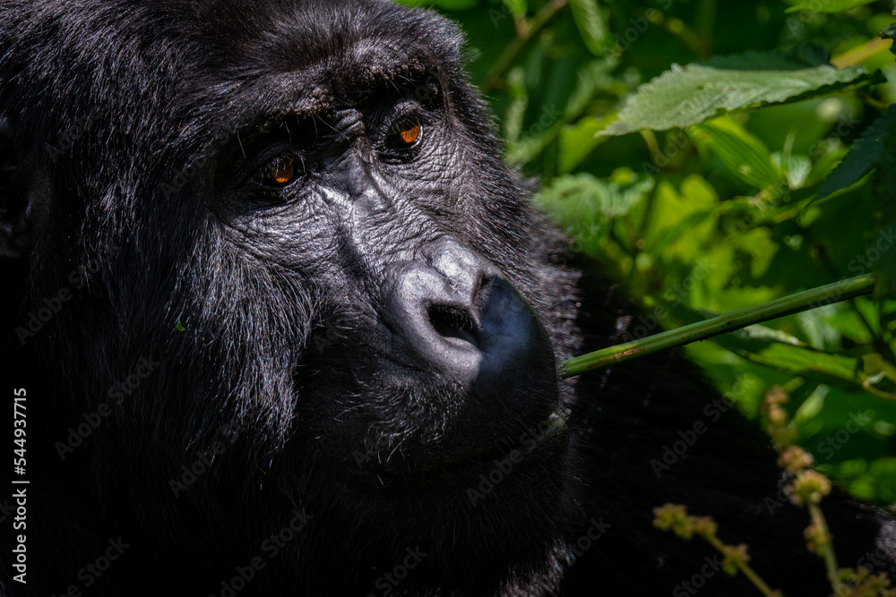 Portrait of a Mountain Gorilla eating in Bwindi National Forest, Uganda Portrait of a Mountain Gorilla eating in Bwindi National Forest, Uganda